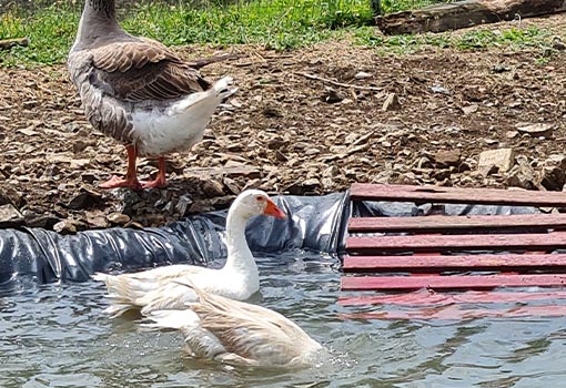 Ferme pédagogique à visiter à Mouchamps près des Herbiers et St Prouant