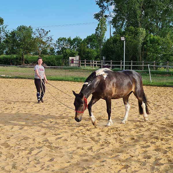 Coaching et animations équestres, cours d'équitation à Mouchamps près des Herbiers, Pouzauges et Chantonnay