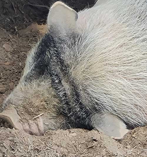 Un cochon de la ferme pédagogique de la colline des hauts bocages vendéens à Mouchamps près des herbiers, pouzauges et chantonnay