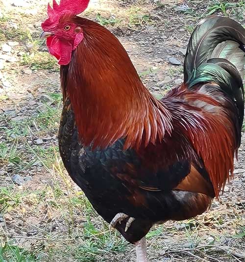 Un coq de la ferme pédagogique de la colline des hauts bocages vendéens à Mouchamps près des herbiers, pouzauges et chantonnay