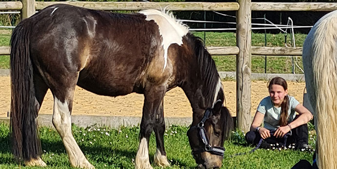 La pension pour chevaux et poneys sur site à Mouchamps à proximité des herbiers, pouzauges et chantonnay