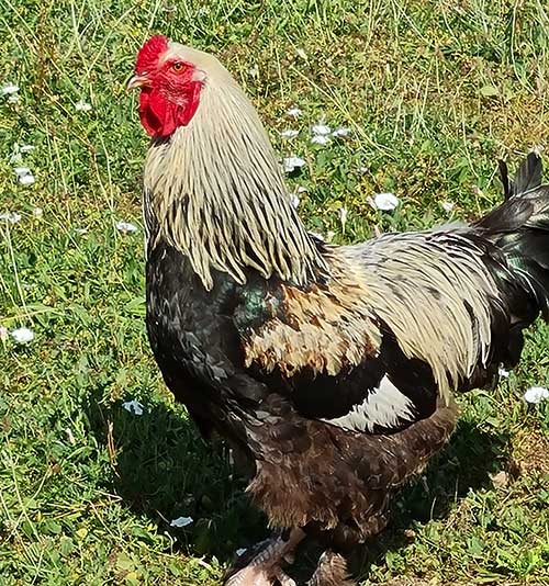 Un coq de la ferme pédagogique de la colline des hauts bocages vendéens à Mouchamps près des herbiers, pouzauges et chantonnay