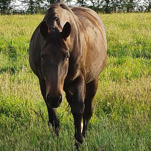 Naturopathe Animalière j'ai soigné ce cheval à la roche sur yon en vendée