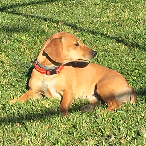 Naturopathe Animalière j'ai soigné ce chien aux herbiers en vendée